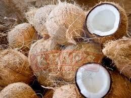 Semi Husked A Grade Raw Coconut