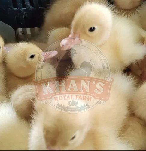 White Pekin Ducklings