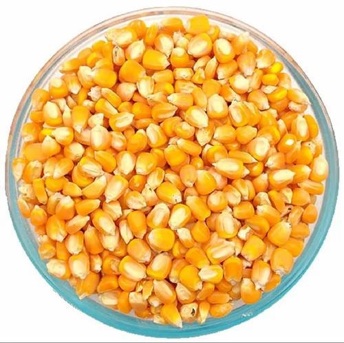 Yellow Maize