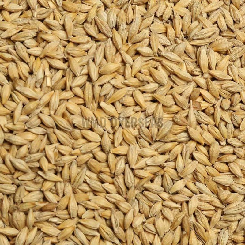 Barley Seeds