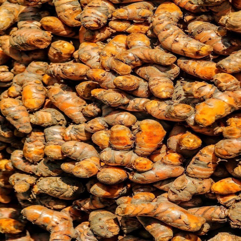 Fresh Turmeric Roots