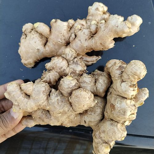Maharashtra Super Quality Ginger