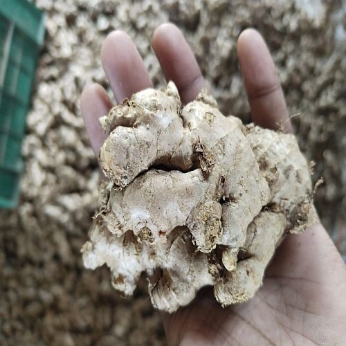 Second Quality Maharashtra Fresh Ginger