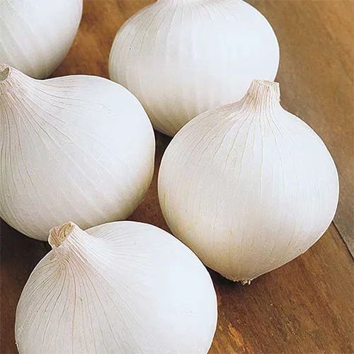 A Grade White Onion