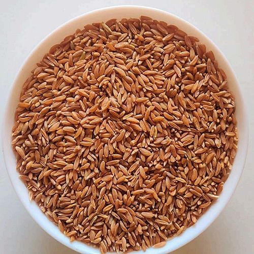 Emmer Khapli Wheat
