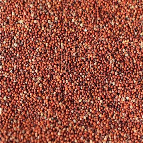 Finger Millet Seeds