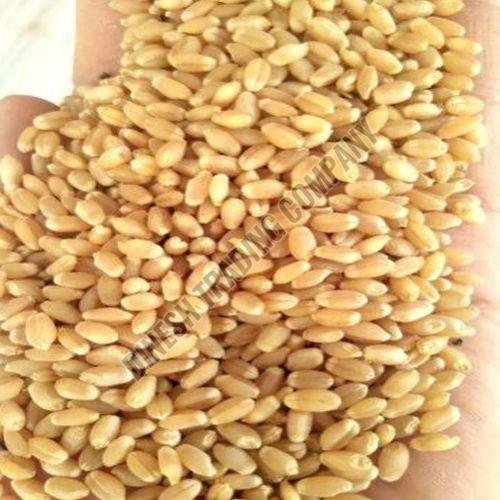 Wheat Grain