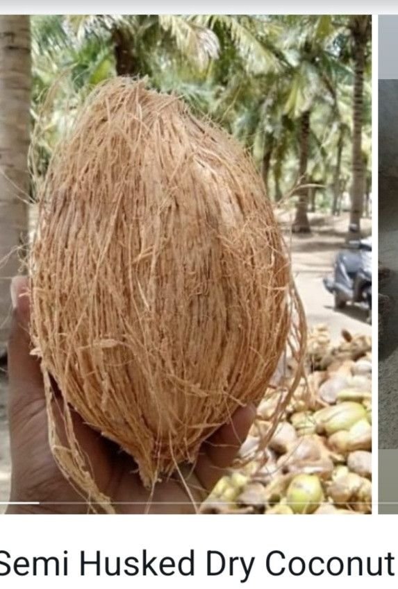 Semi-husk Coconuts