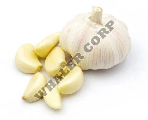 Fresh Garlic