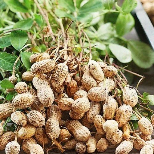 In Shell Peanuts