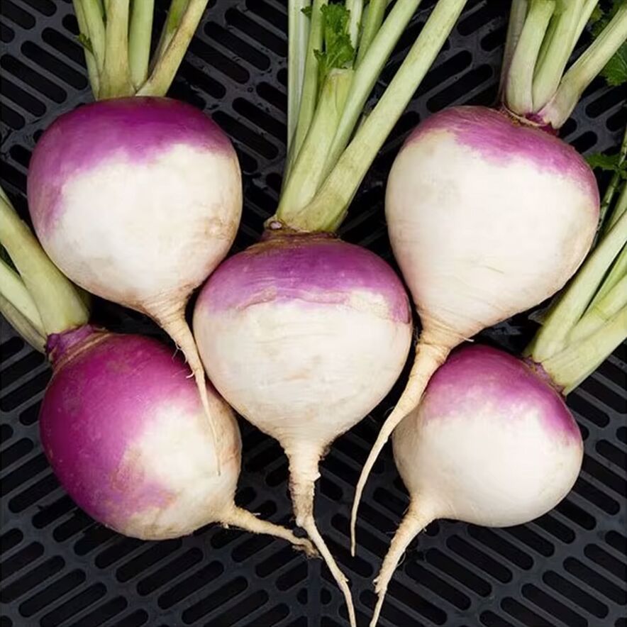 Fresh Round Turnip