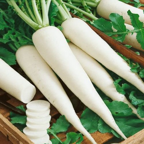 Fresh White Radish