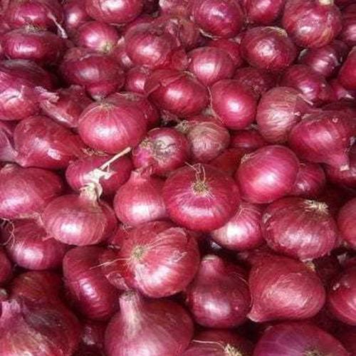 Fresh Medium Red Onion