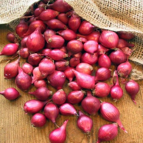 Fresh Small Red Onion