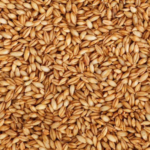 A Grade Whole Wheat Grain