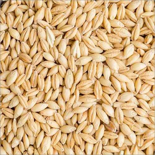 Organic Barley Seed