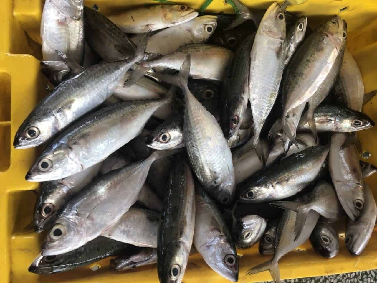 Frozen Mackerel Fish