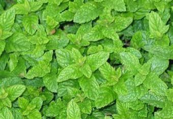 A Grade Fresh Pudina Leaves