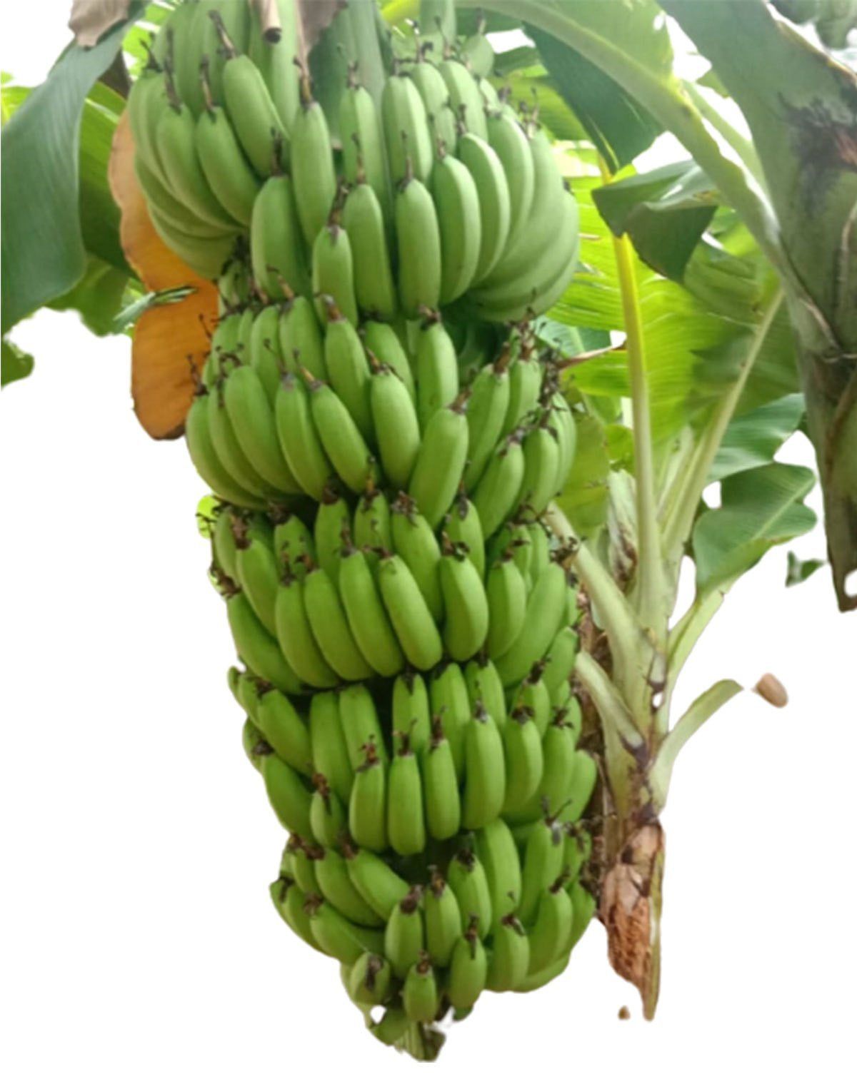 A Grade Karpooravalli Green Banana