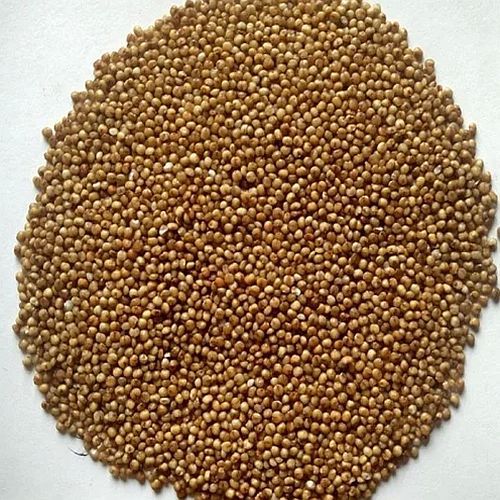 Organic Millet Seeds