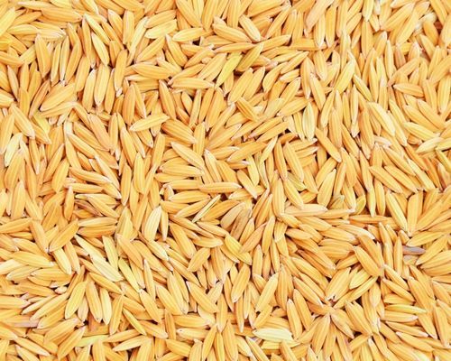 2626 Paddy Seeds
