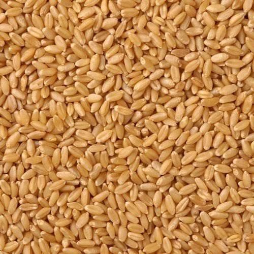 Hybrid Wheat Grain