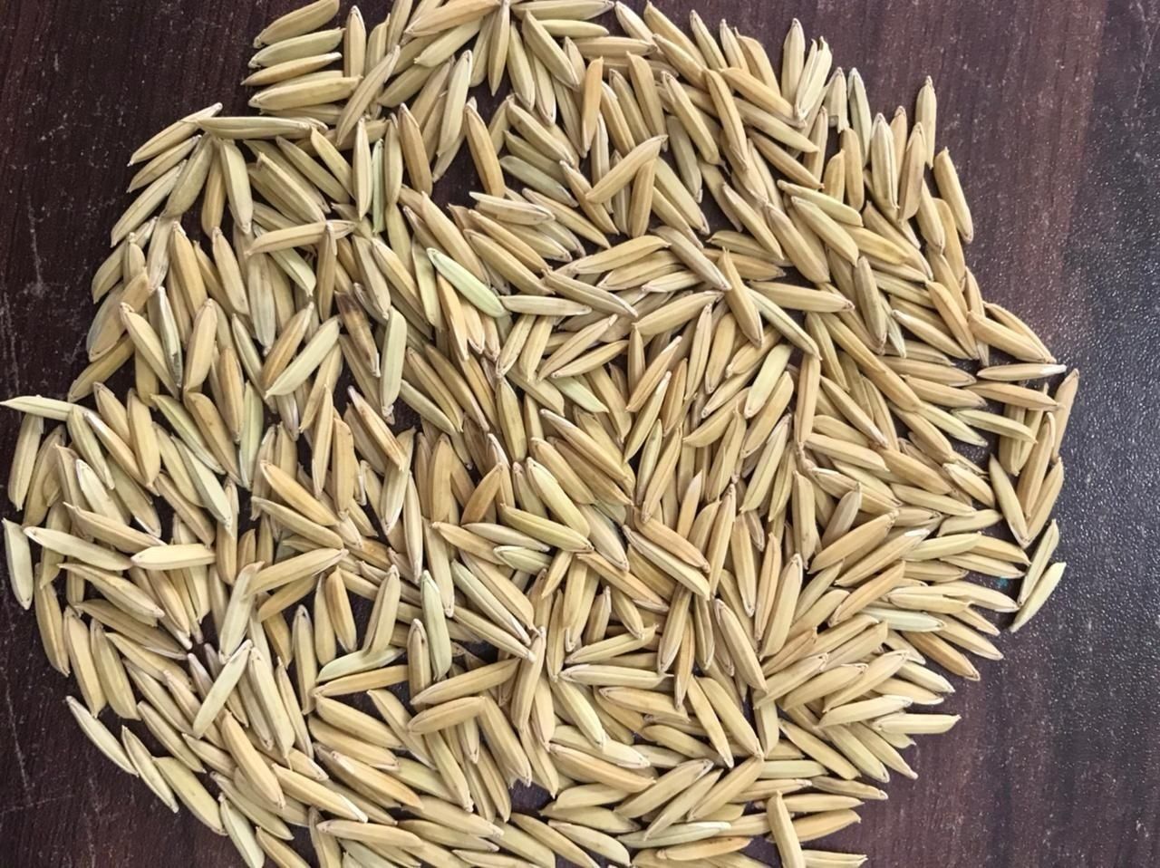 RH10 Paddy Seeds
