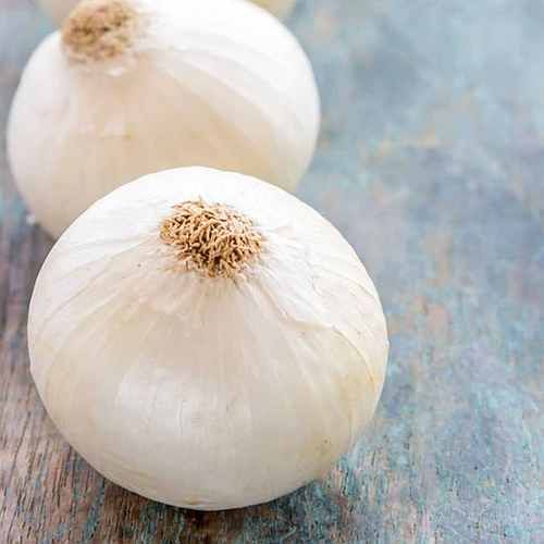 Phule Safed White Onion