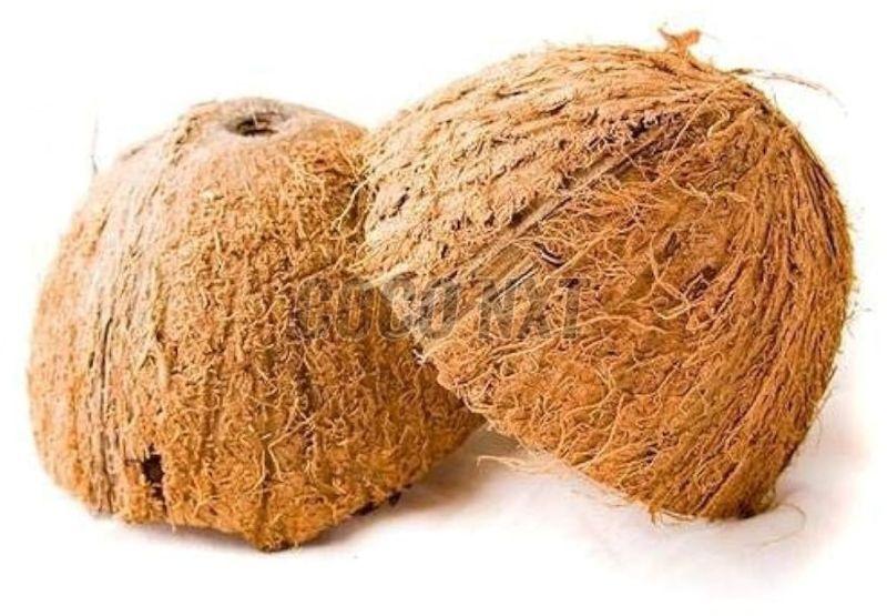 Hard Mature Coconut Shell