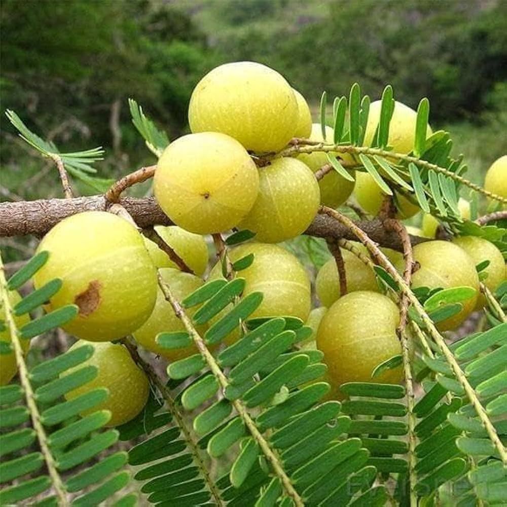Amla Plants