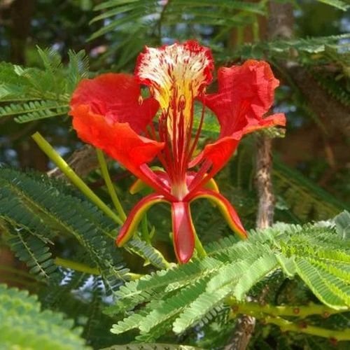 Gulmohar Plants
