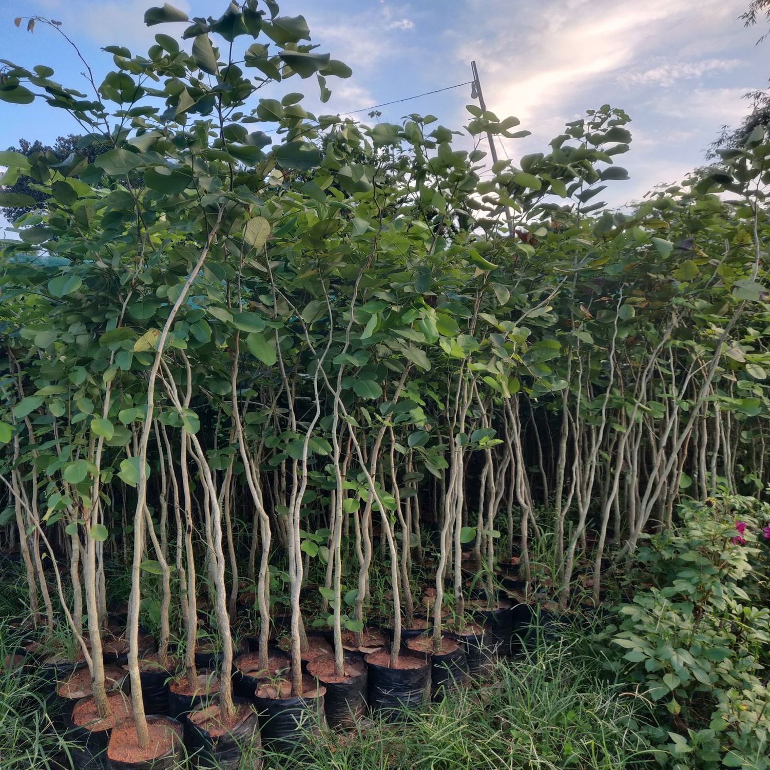 Red Sandalwood Plants