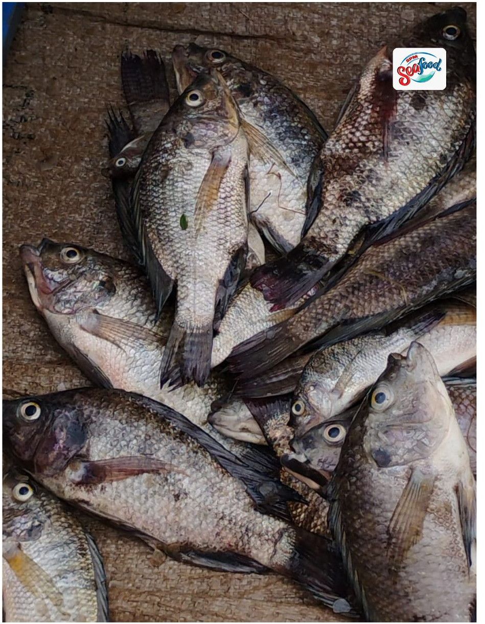 Fresh Tilapia Fish
