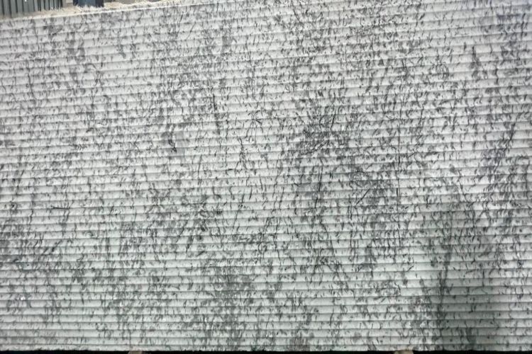 White Xm Flute Finish Marble Slab