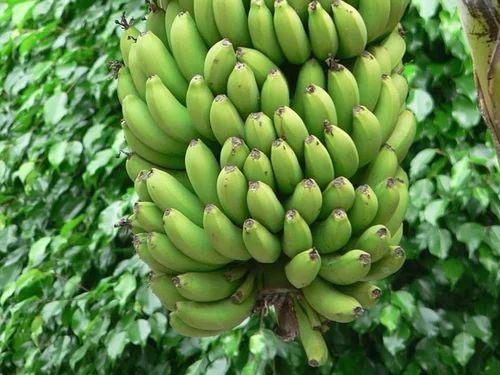 Organic Raw Green Banana