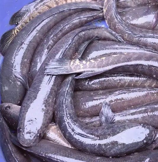 Freshwater Snakehead Murrel Fish