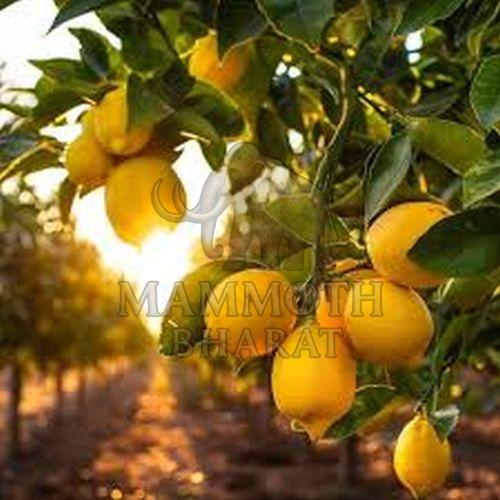 Fresh A Grade Yellow Lemons