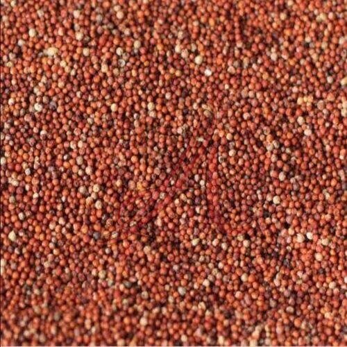 Finger Millet Seeds