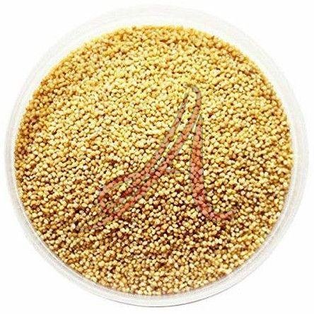 Foxtail Millet Seeds
