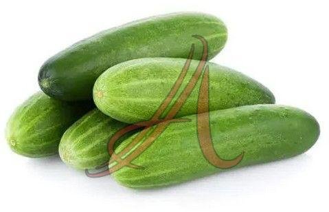 Fresh Cucumber