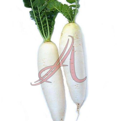 Fresh Daikon Radish