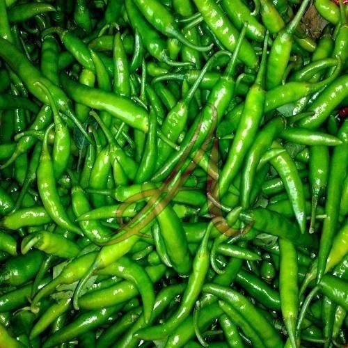 Fresh Green Chilli