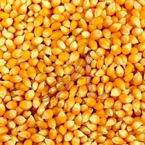 Yellow Corn Seeds