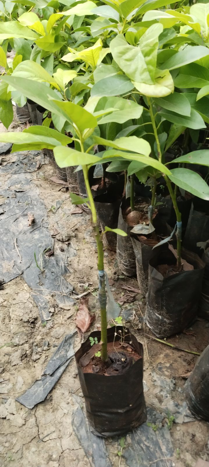 Avocado Grafted Plant