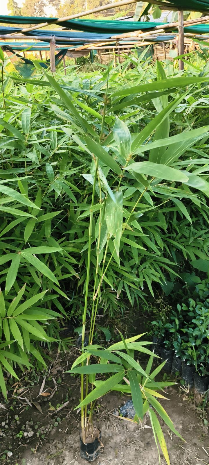 Bamboo Plant