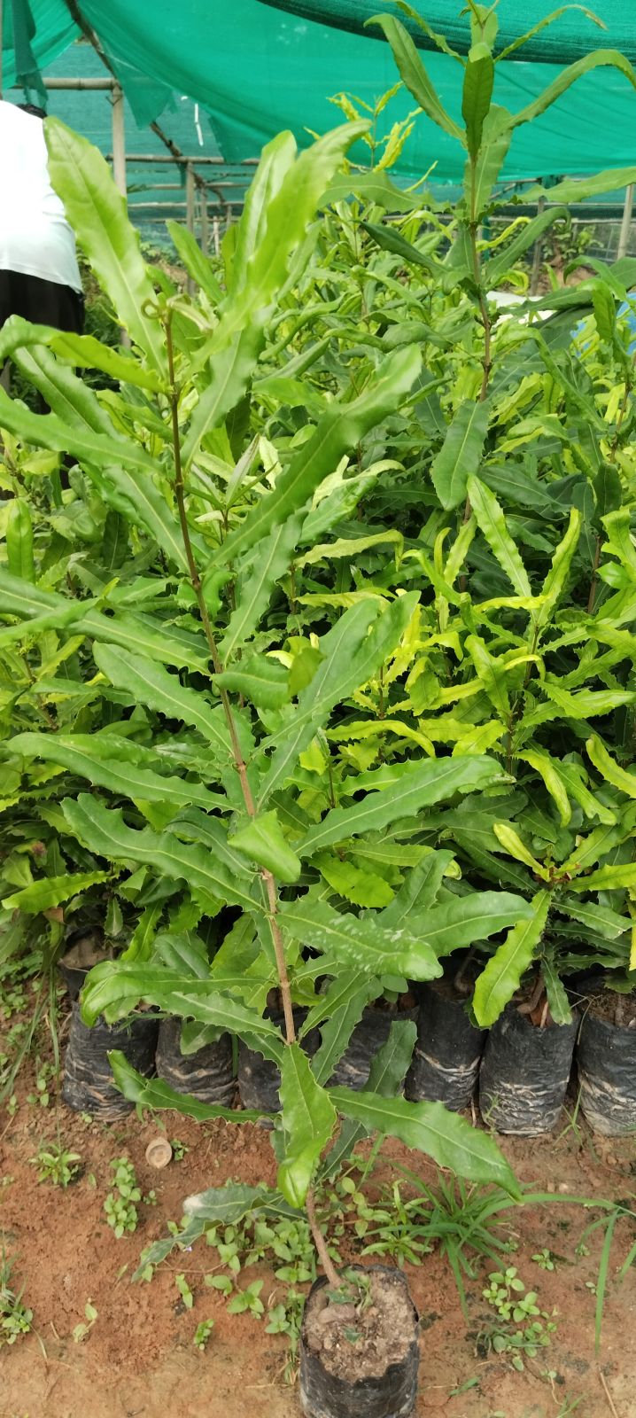 Macadamia Nuts Plant