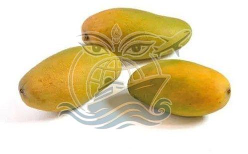 Fresh Mango