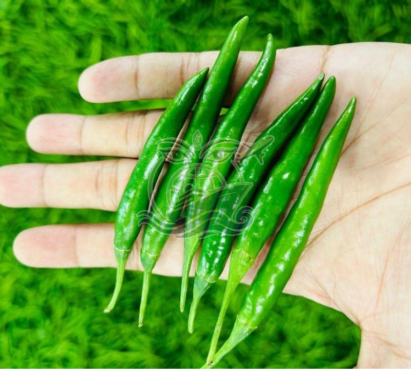 G4 Green Chilli