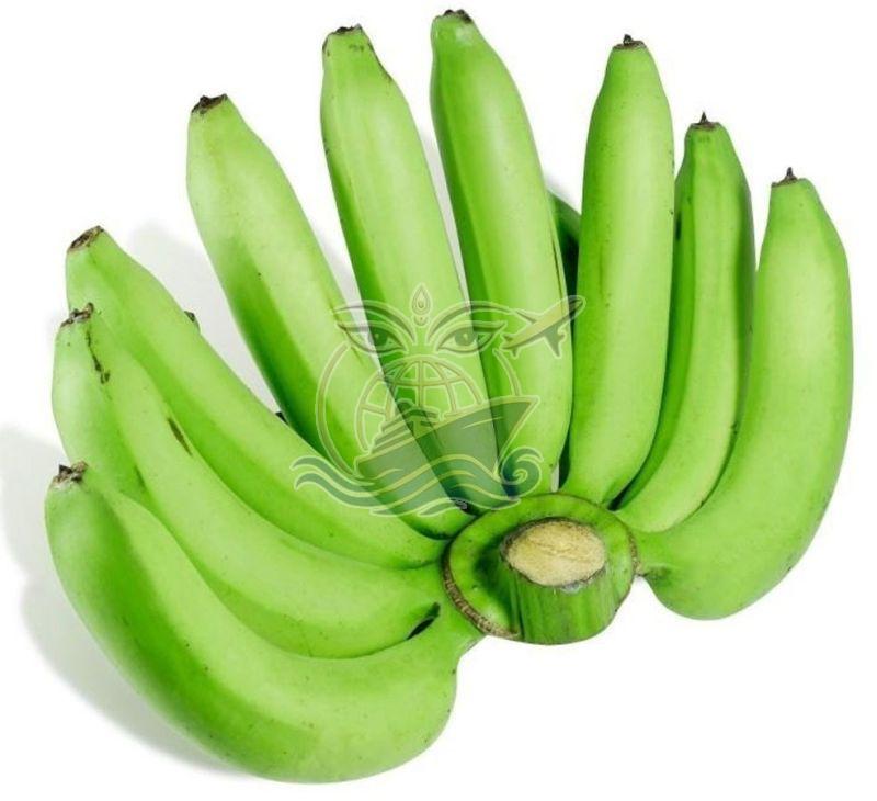 G9 Cavendish Banana