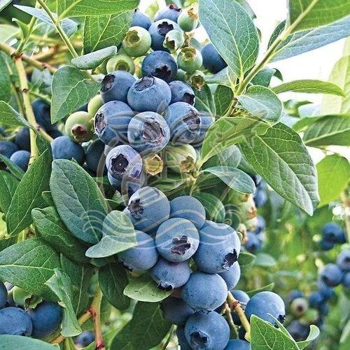 Fresh Blueberry